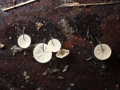 Gloiocephala