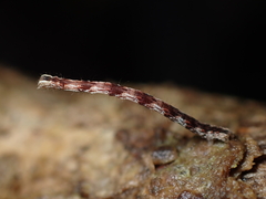 Sarisa muriferata