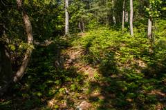 Cypripedium parviflorum pubescens