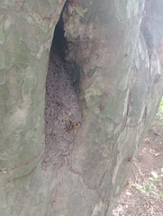 Tetragonisca fiebrigi