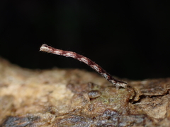 Sarisa muriferata