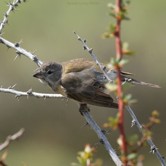 Phrygilus