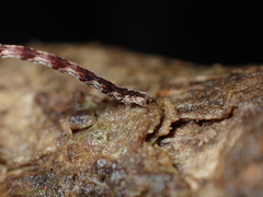 Sarisa muriferata