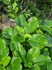 Sinapidendron gymnocalyx