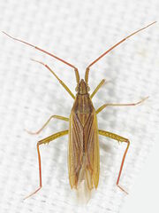 Stenodema calcarata