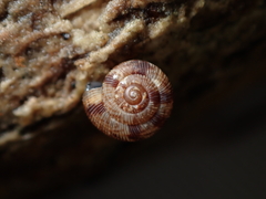 Phenacohelix