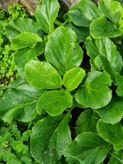 Sinapidendron gymnocalyx