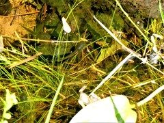 Lithobates sylvaticus