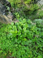 Sinapidendron gymnocalyx