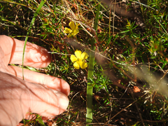 Hibbertia acicularis