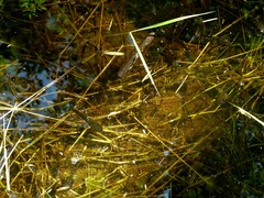Lithobates sylvaticus