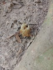 Tetragonisca fiebrigi