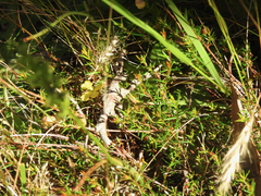 Hibbertia acicularis