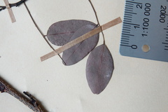 Dalbergia occulta image