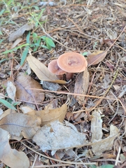 Lactarius xanthogalactus