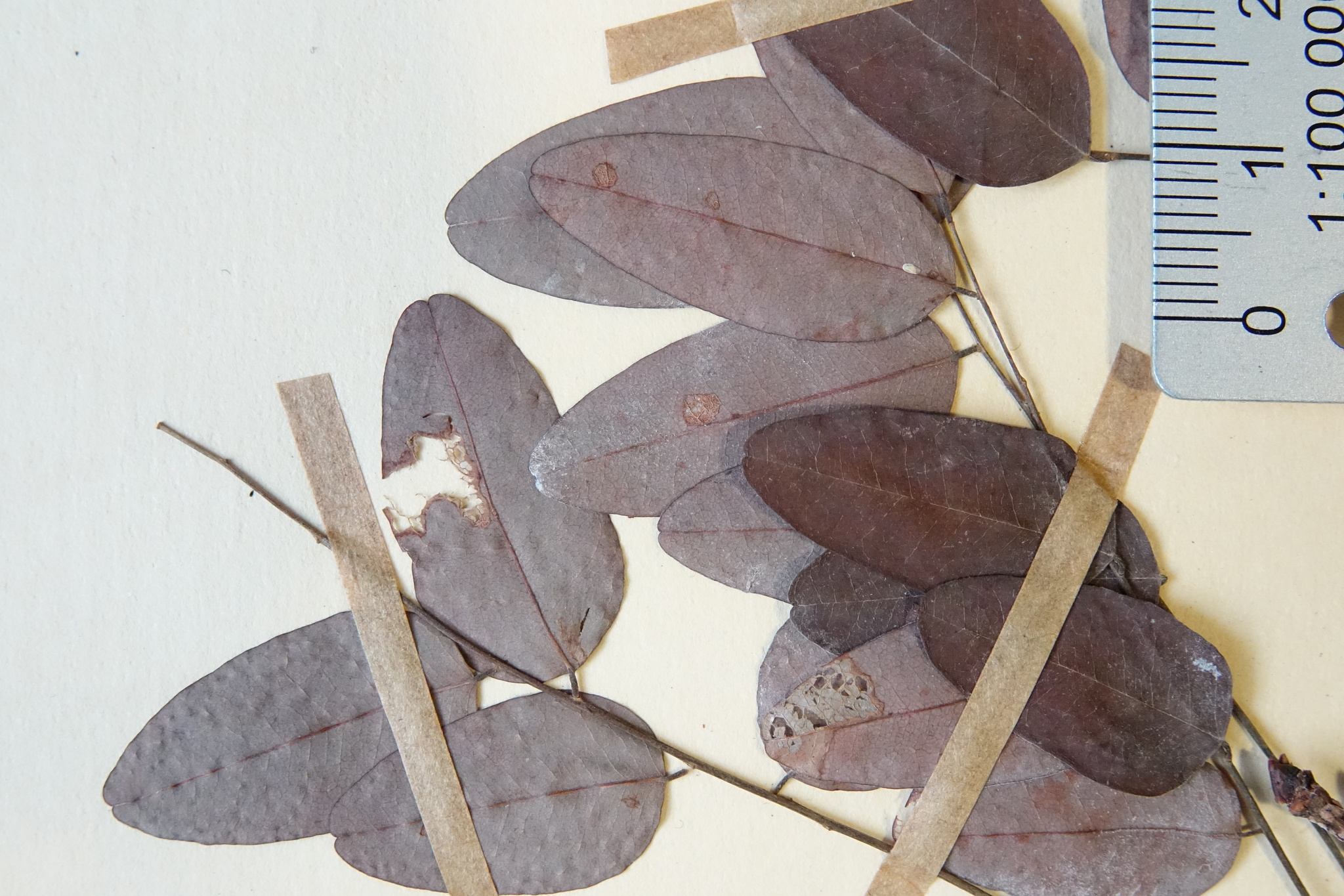 Dalbergia occulta