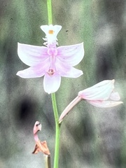 Calopogon tuberosus
