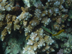 Pomacentrus sulfureus