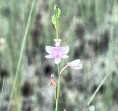 Calopogon tuberosus