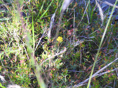 Hibbertia acicularis