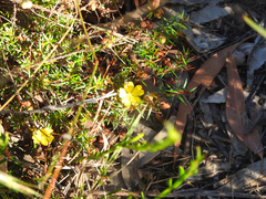 Hibbertia acicularis