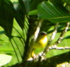 Geothlypis poliocephala