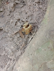 Tetragonisca fiebrigi