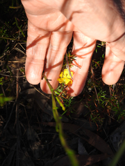 Hibbertia acicularis