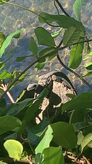 Ctenosaura oedirhina