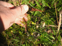 Hibbertia acicularis
