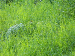 Geothlypis poliocephala