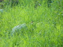 Geothlypis poliocephala