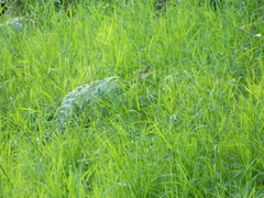 Geothlypis poliocephala