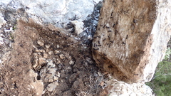 Camponotus cruentatus