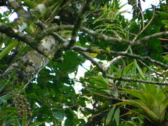 Geothlypis poliocephala