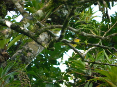 Geothlypis poliocephala