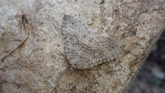 Colostygia multistrigaria