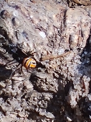 Latrodectus curacaviensis