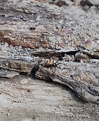 Latrodectus curacaviensis