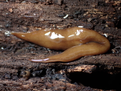 Newzealandia