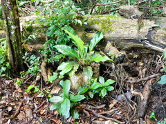 Dieffenbachia seguine