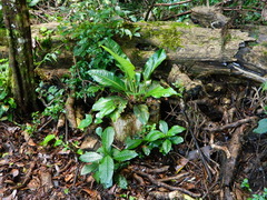 Dieffenbachia seguine