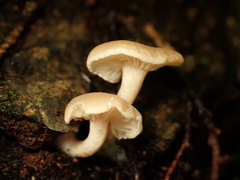 Clitocybaceae