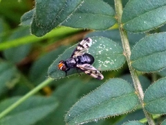 Herina lugubris