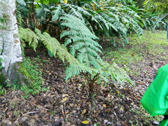 Macrothelypteris torresiana