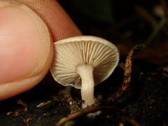 Clitocybaceae
