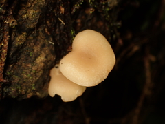 Clitocybaceae