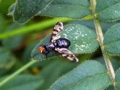 Herina lugubris