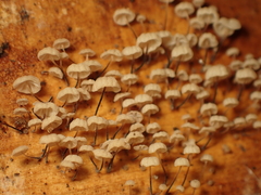 Gloiocephala