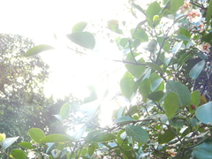 Malpighia glabra